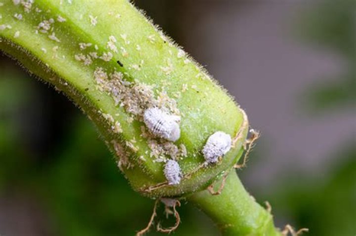 Where do mealybugs come from