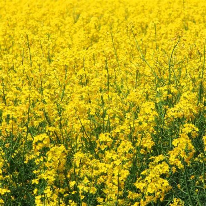 Where do mustard plants grow