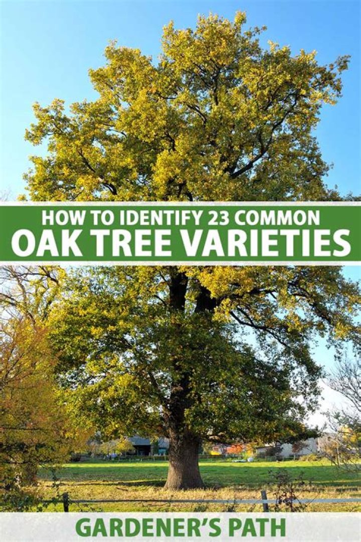 Where do oak trees come from
