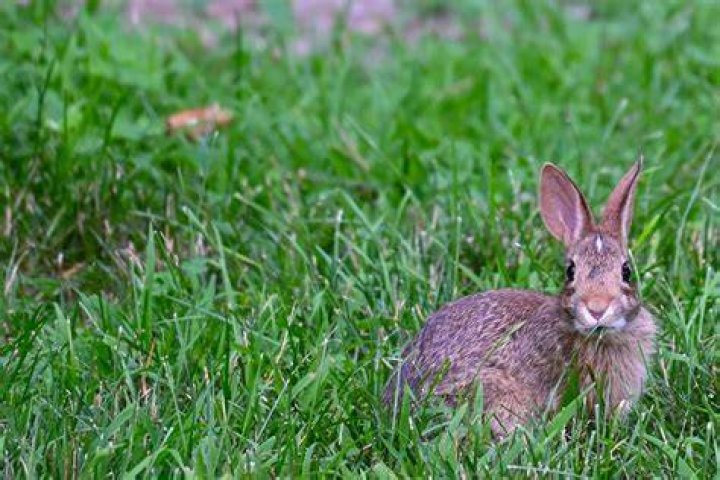 Where do rabbit rabbits live