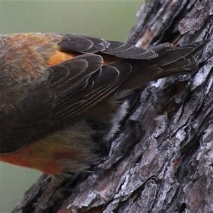 Where do red crossbills live