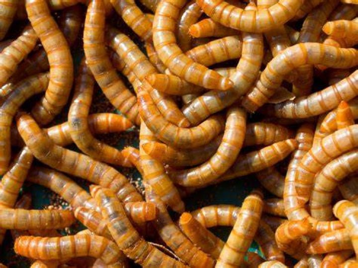 Where do red worms come from