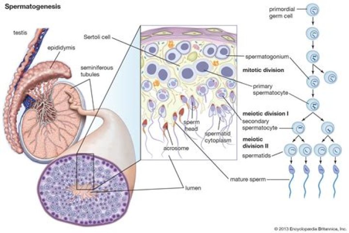 Where do sperm become motile