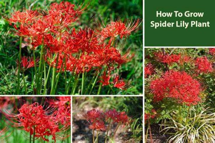 Where do spider lilies grow