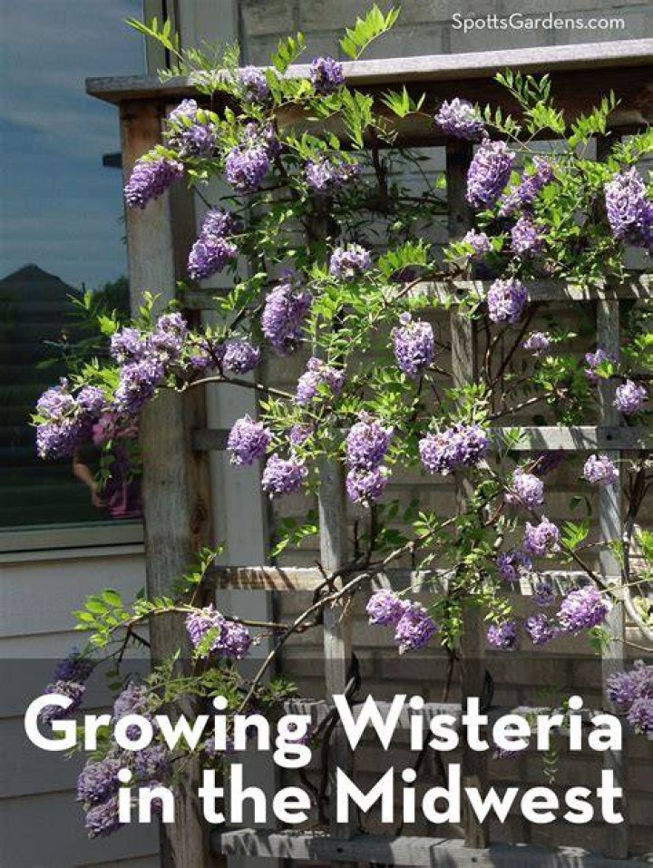 Where do wisteria trees grow