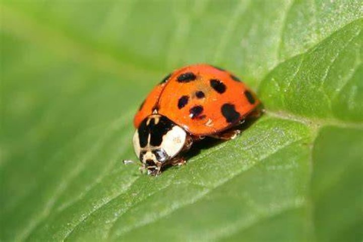 Where do you find a ladybug