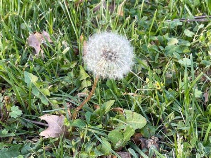 Where do you find dandelions