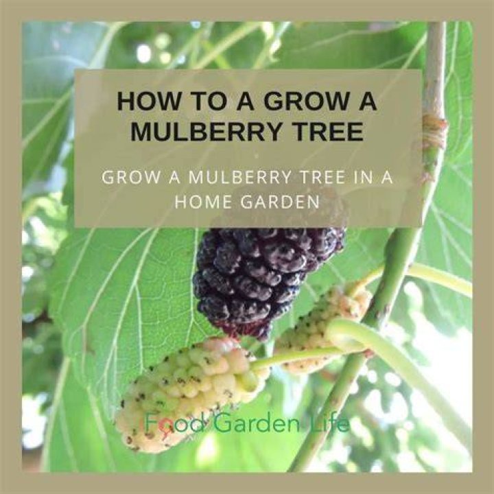 Where do you find mulberries