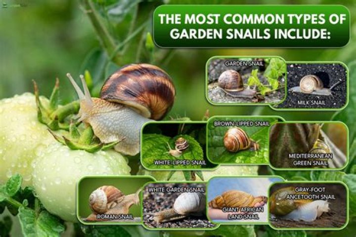 Where do you find snail eggs