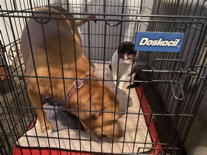 Where do you put a dog crate
