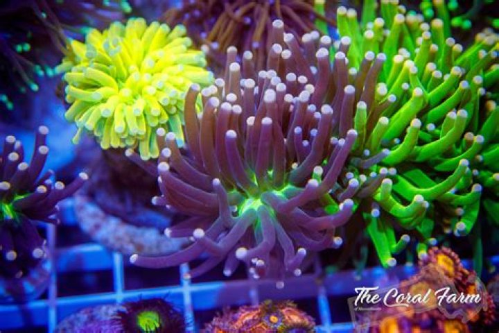 Where do you put torch coral