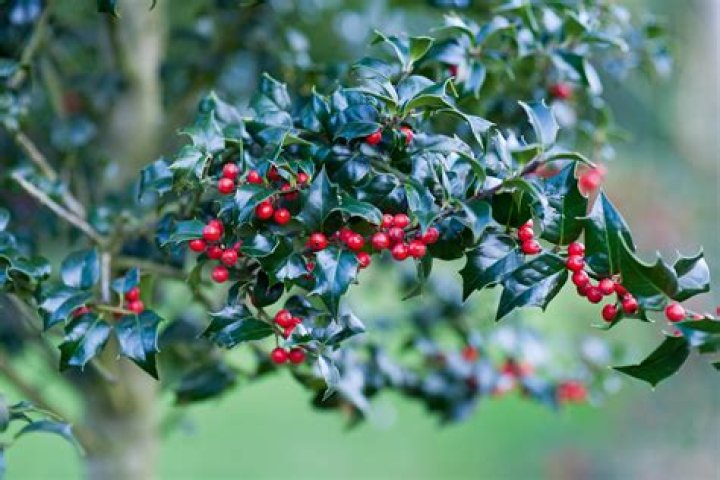 Where does a holly tree live