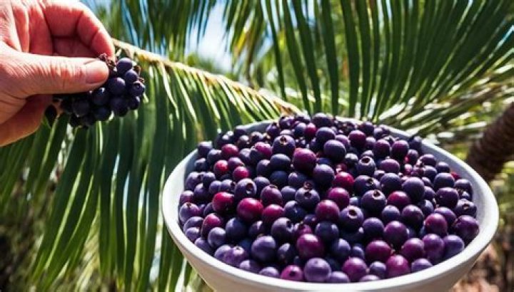 Where does acai berries grow