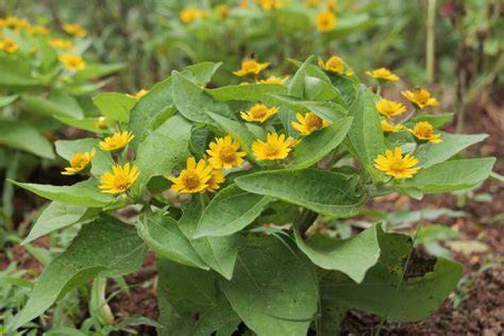 Where does arnica grow best