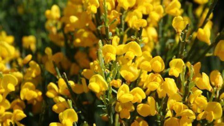 Where does broom plant grow