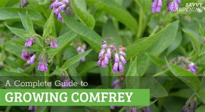 Where does comfrey grow best