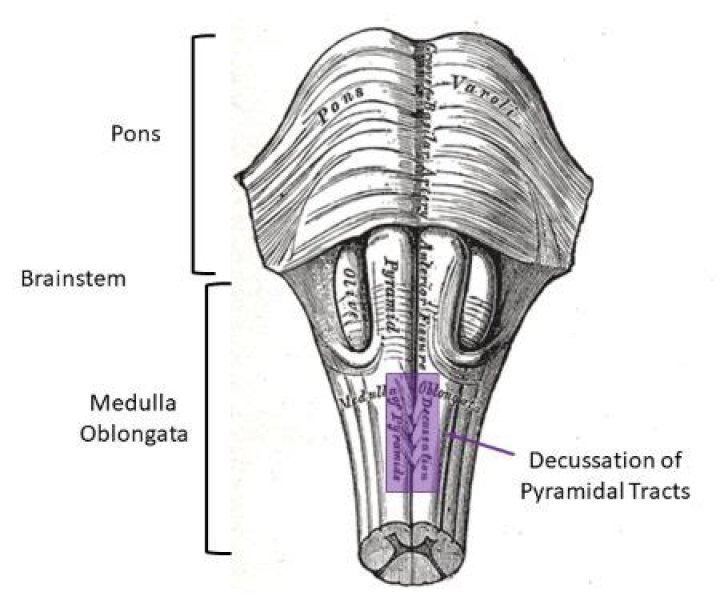 Where does Decussation occur
