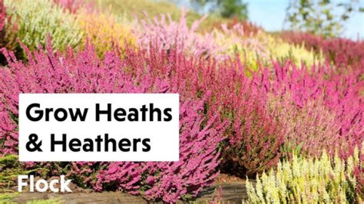 Where does heather grow best