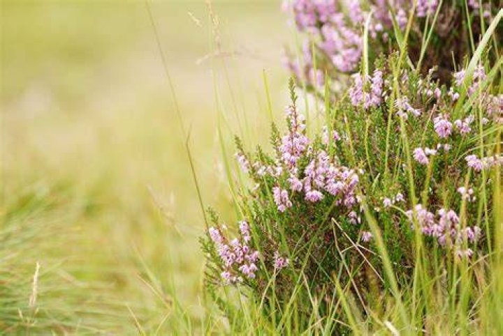Where does Heather grow wild