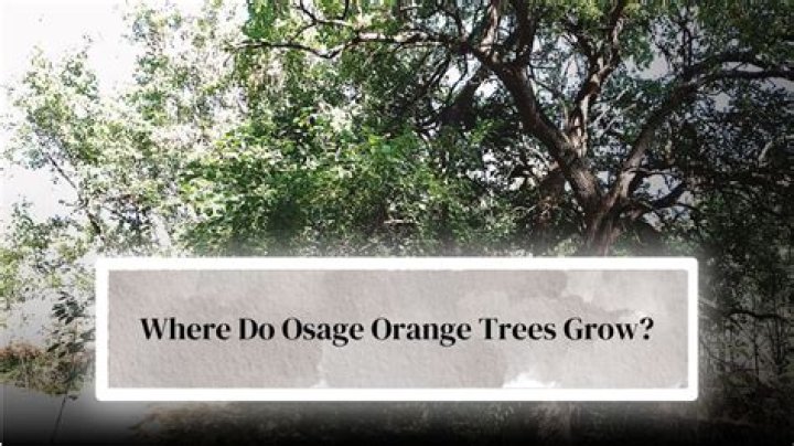 Where does orange Osage grow