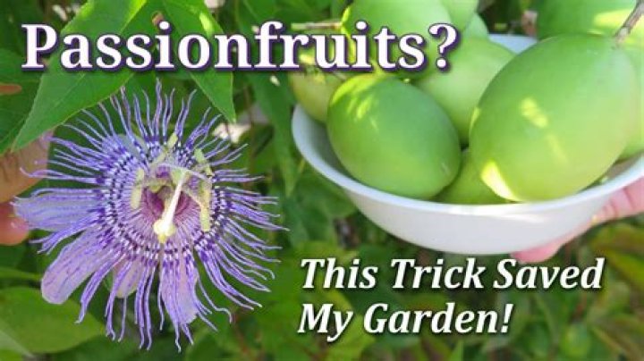 Where does passionfruit grow