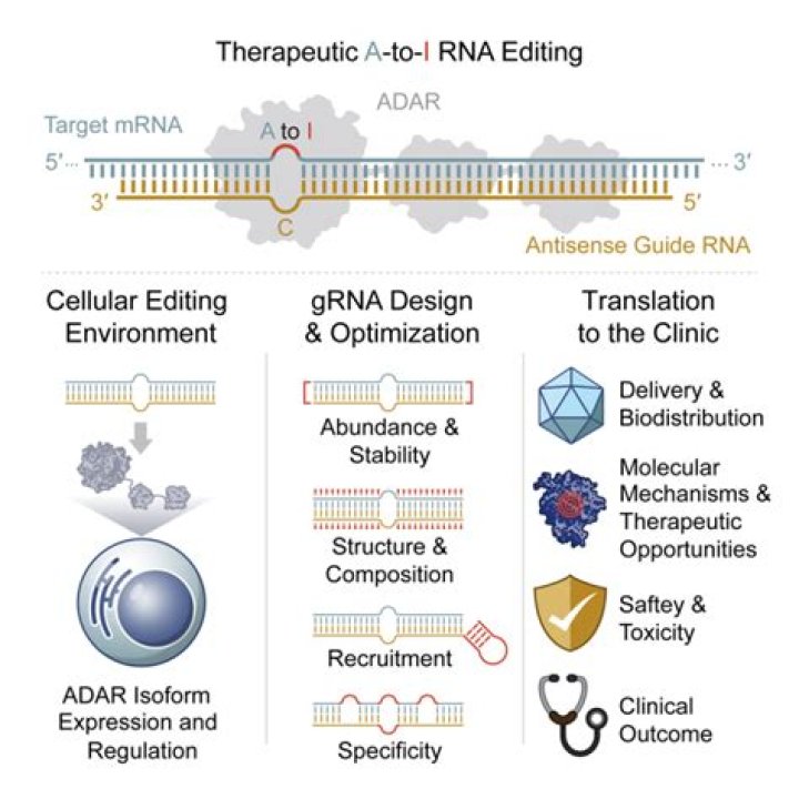 Where does RNA editing occur