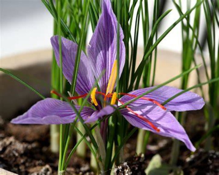 Where does saffron grow best