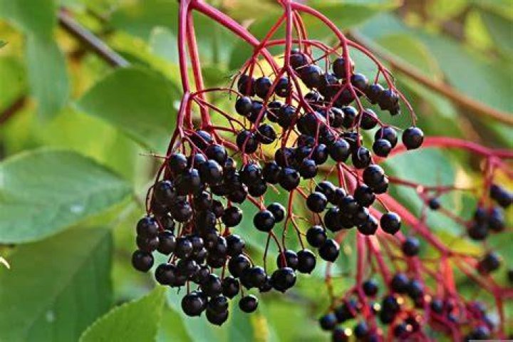 Where does sambucus grow