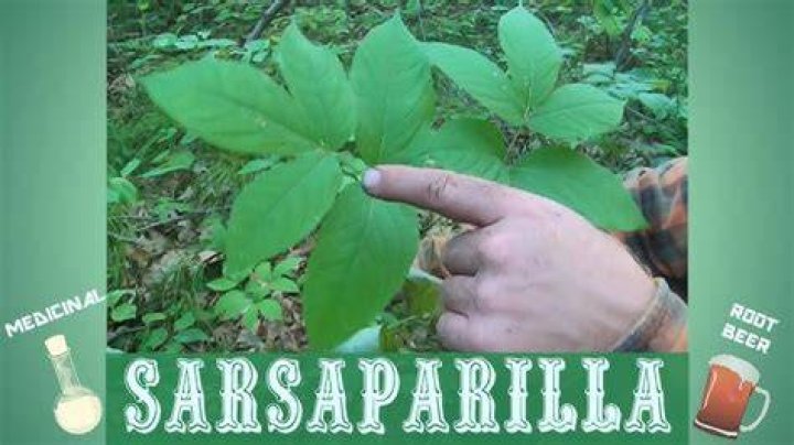 Where does sarsaparilla grow