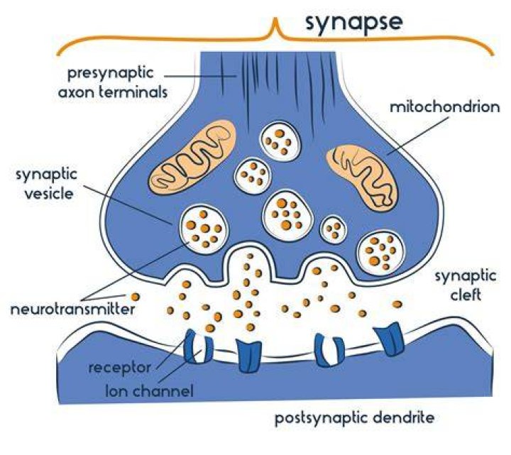 Where does the DCML synapse