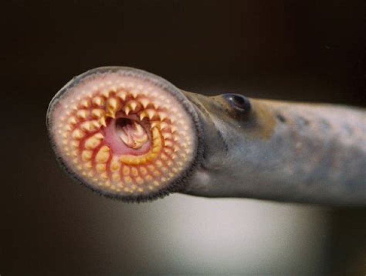 Where does the lamprey live