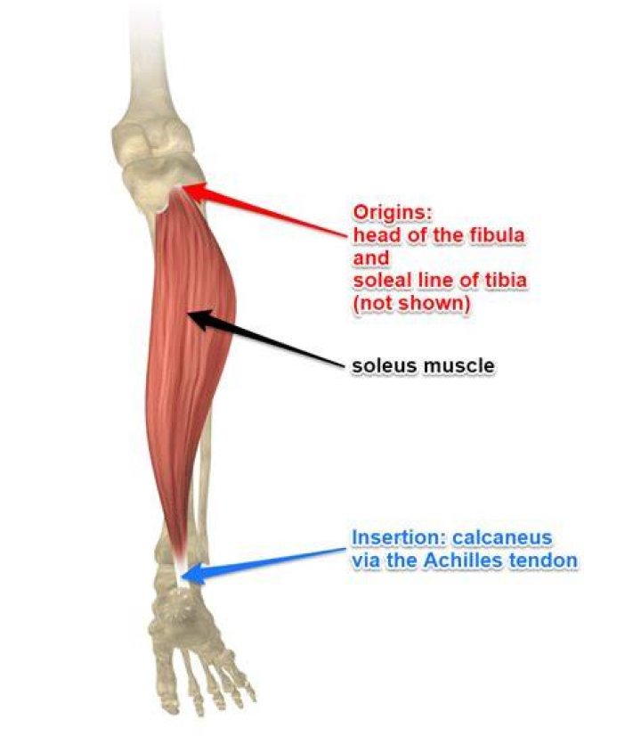 Where does the soleus attach