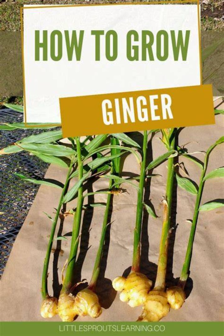 Where does white ginger grow