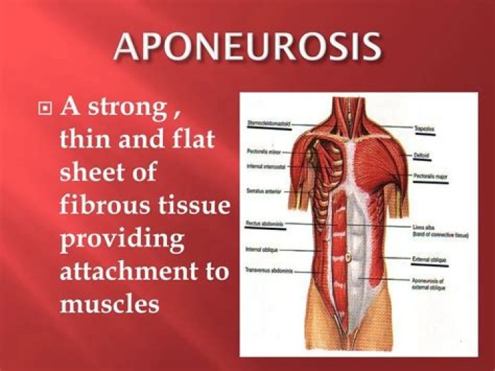 Where is Aponeurosis located