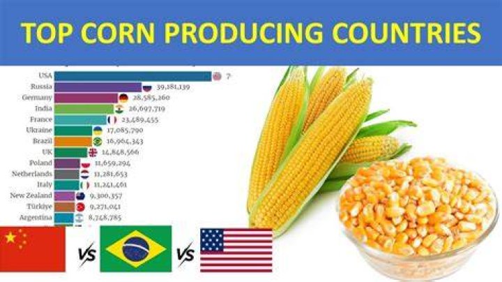 Where is corn most produced