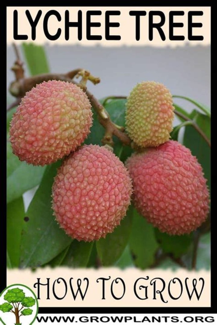 Where is lychee mostly grown