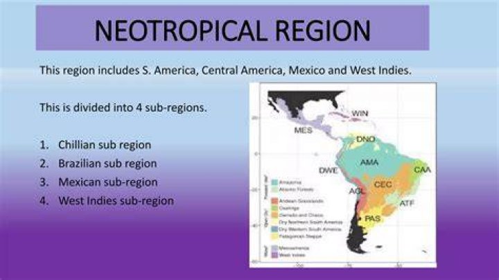 Where is neotropical region