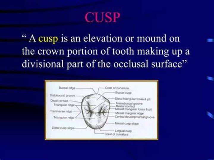 Where is the cusp on a tooth