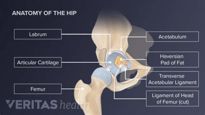 Where is the hip joint found
