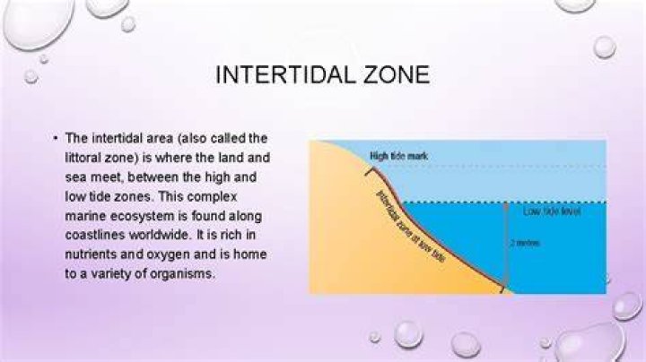 Where is the intertidal zone