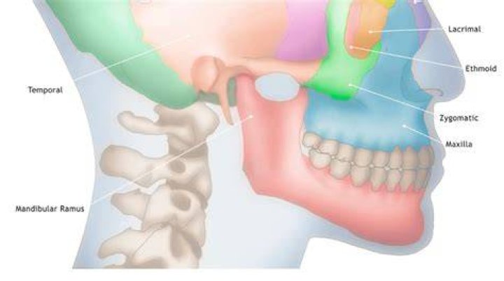 Where is the mandibular arch