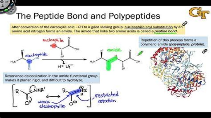 Where is the peptide located