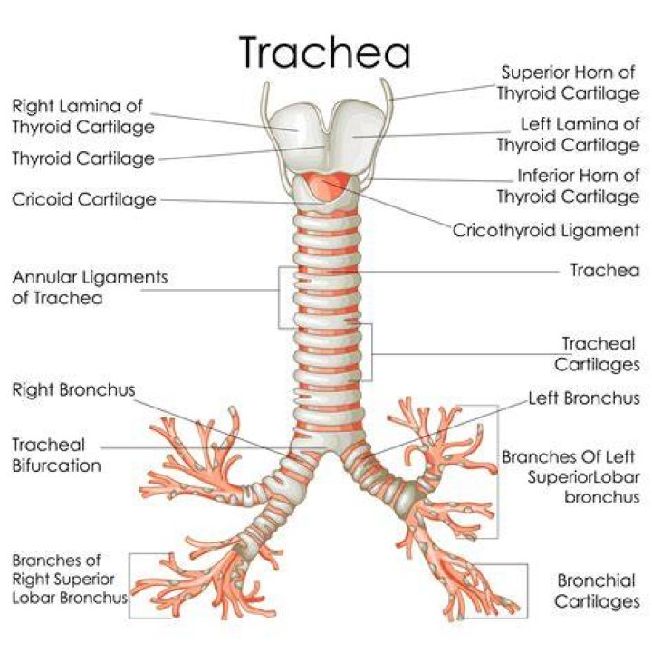 Where is the tracheal system