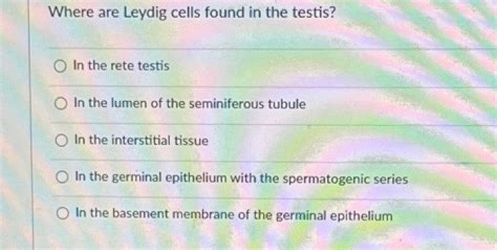 Where Leydig cells are found