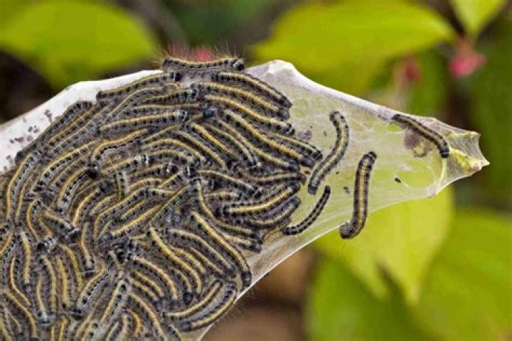 Which caterpillars have webs