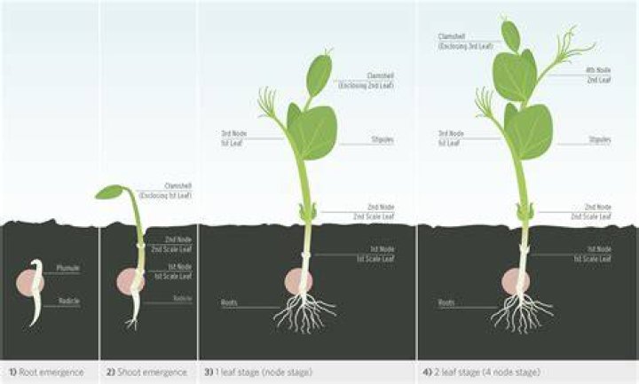 Which comes first sprout or seedling