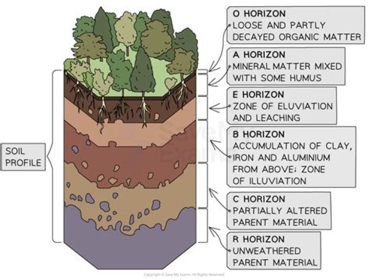 Which horizon contains clay