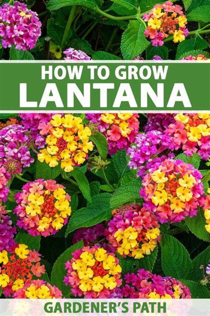 Which lantanas are perennials