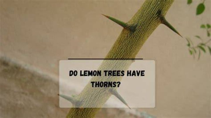 Which lime trees have thorns