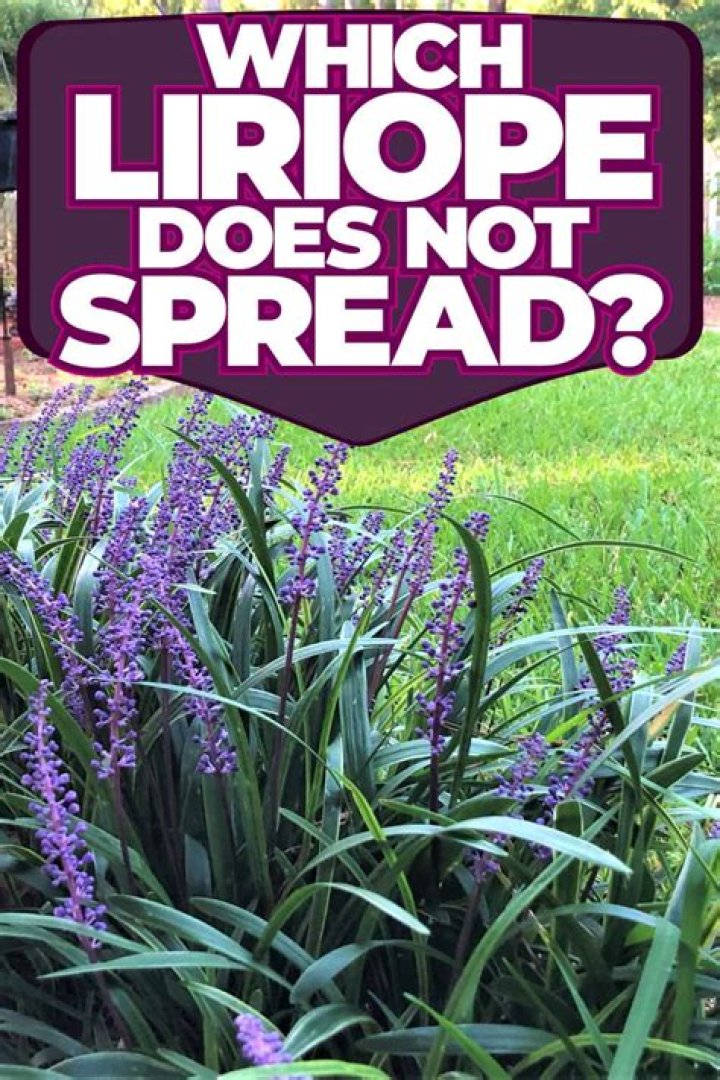 Which Liriope Cannot spread